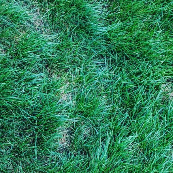 Picture of 50LB  CHEWINGS FESCUE