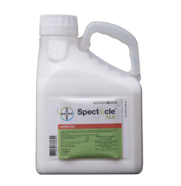 Picture of GAL SPECTICLE FLO (AGENCY)