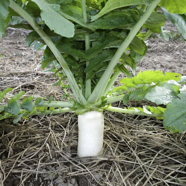 Picture of 5LB DAIKON RADISH TILLAGE