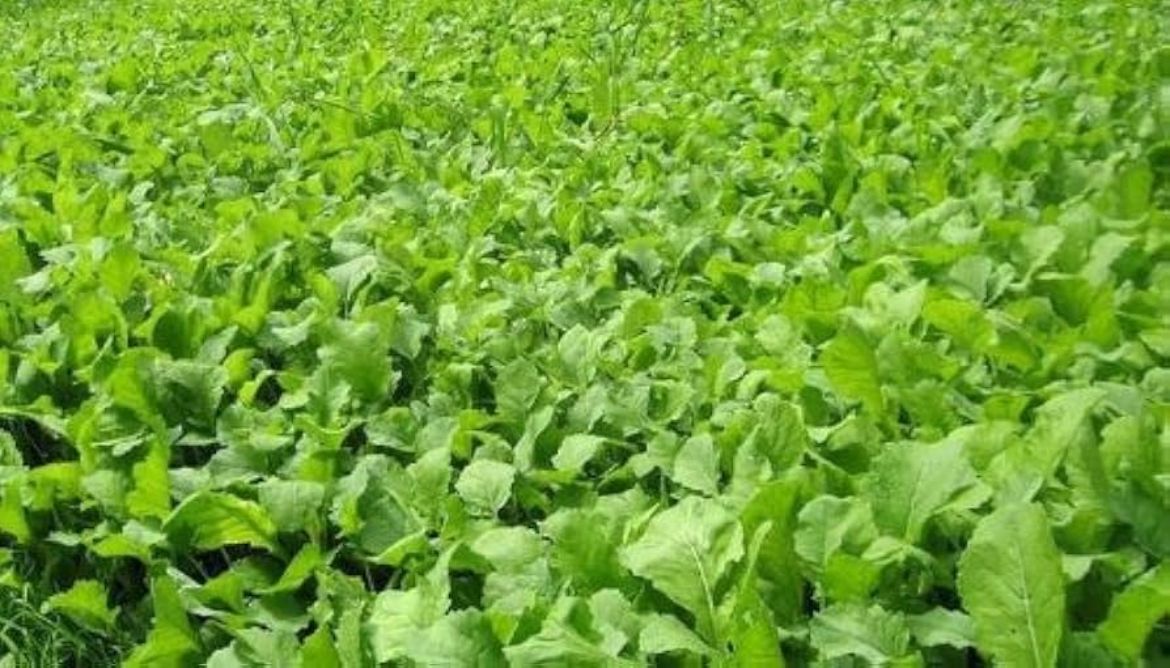 Picture of 5LB DWARF ESSEX RAPE